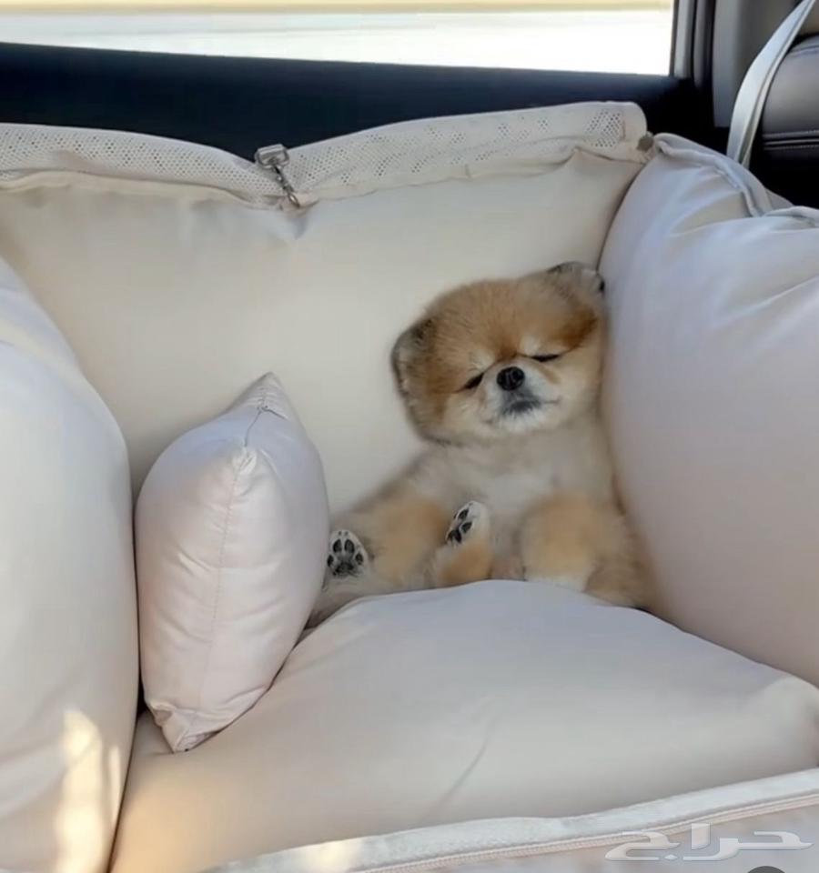Pomeranian teacup   mini for sale63147928489858112
