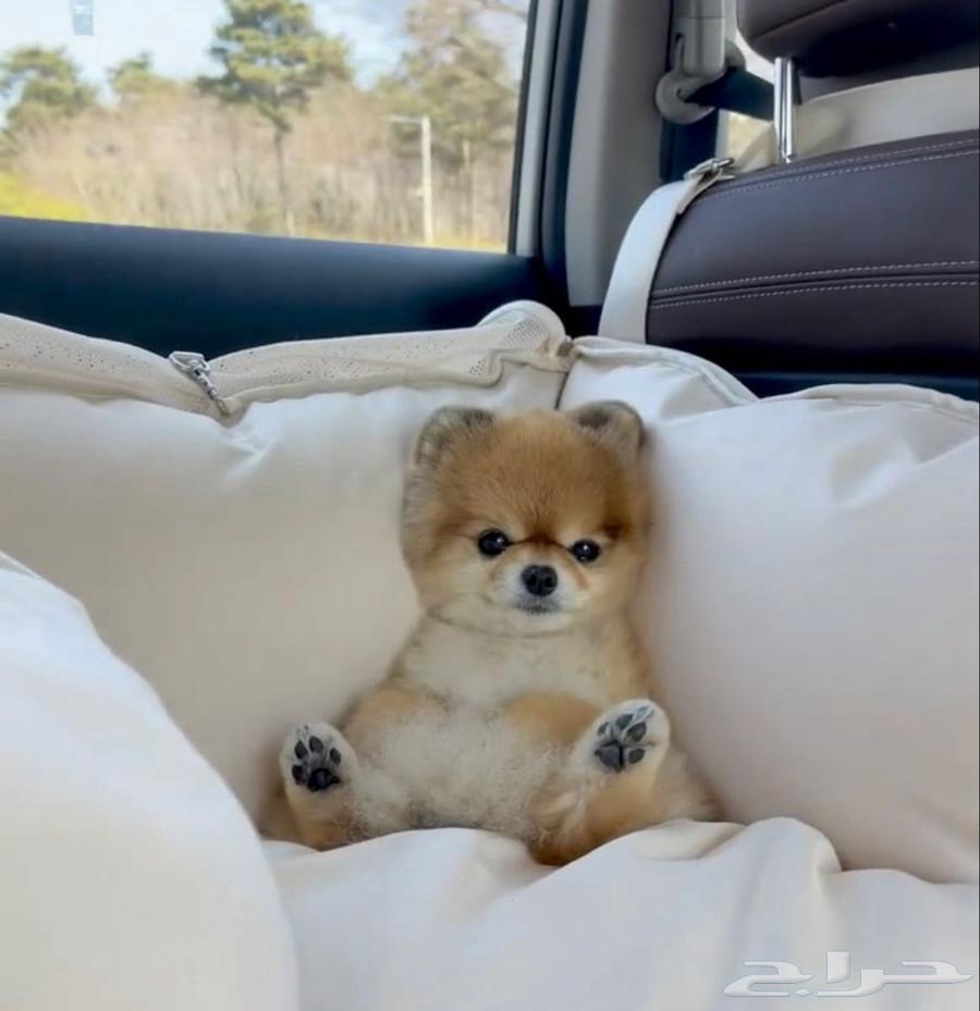 Pomeranian teacup   mini for sale63147928489858114