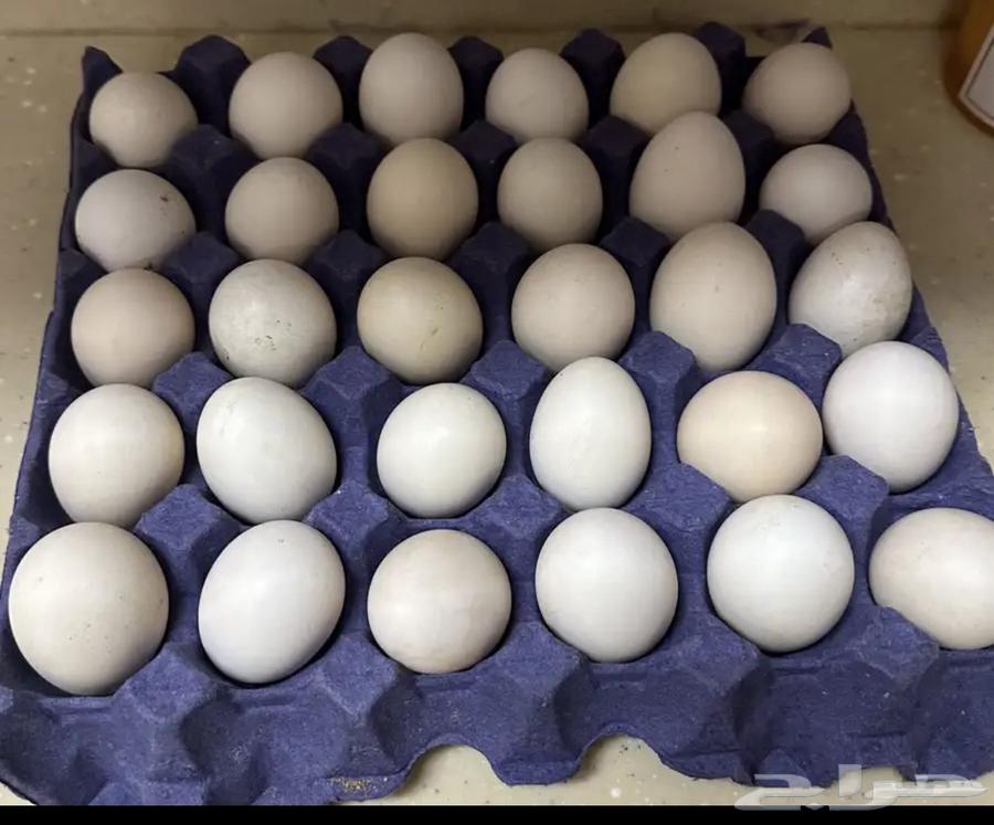 Local eggs63146042947714110