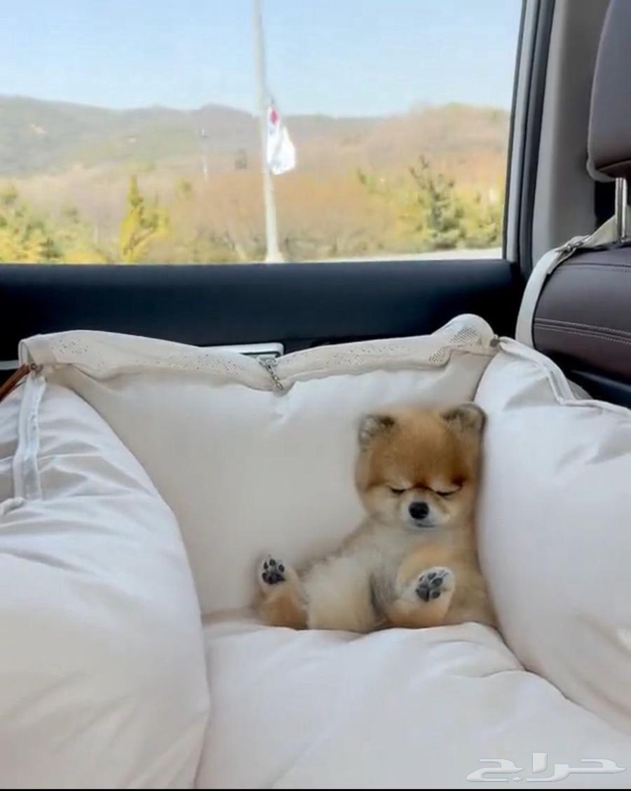 Pomeranian teacup   mini for sale63147928489858111