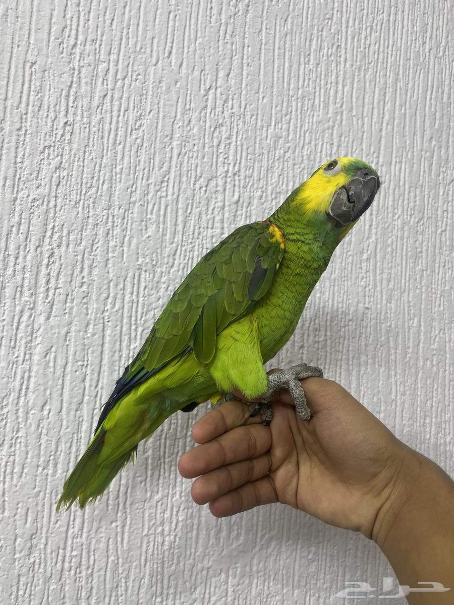 Blue-fronted Amazon Parrot (Sold)63145077089281112