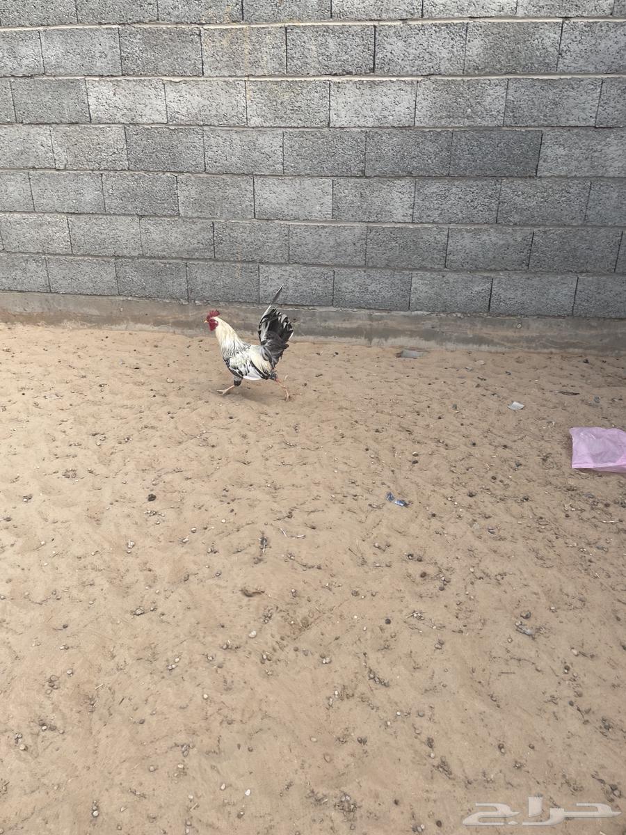 Rooster63497921415043112