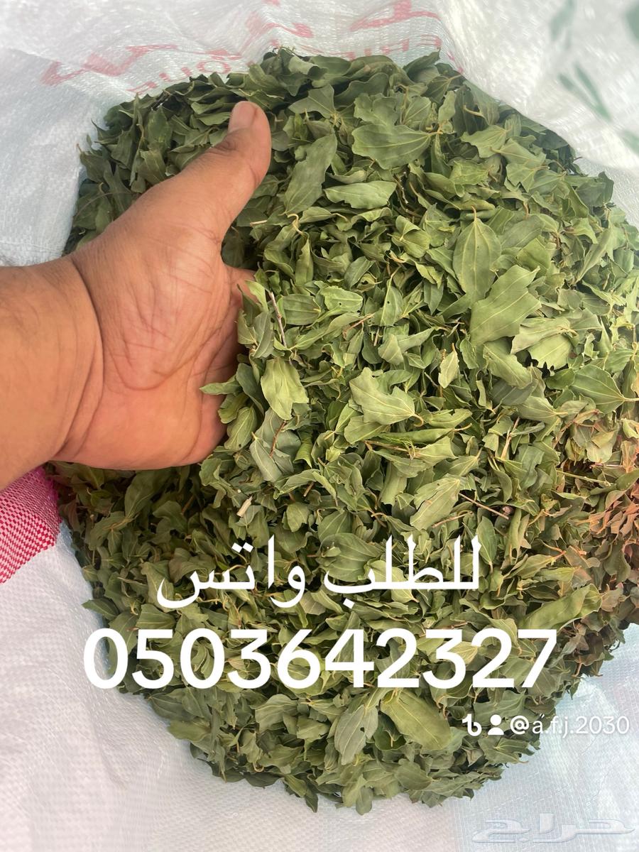 My village has a sidr tree and a city has henna.63145560375681114