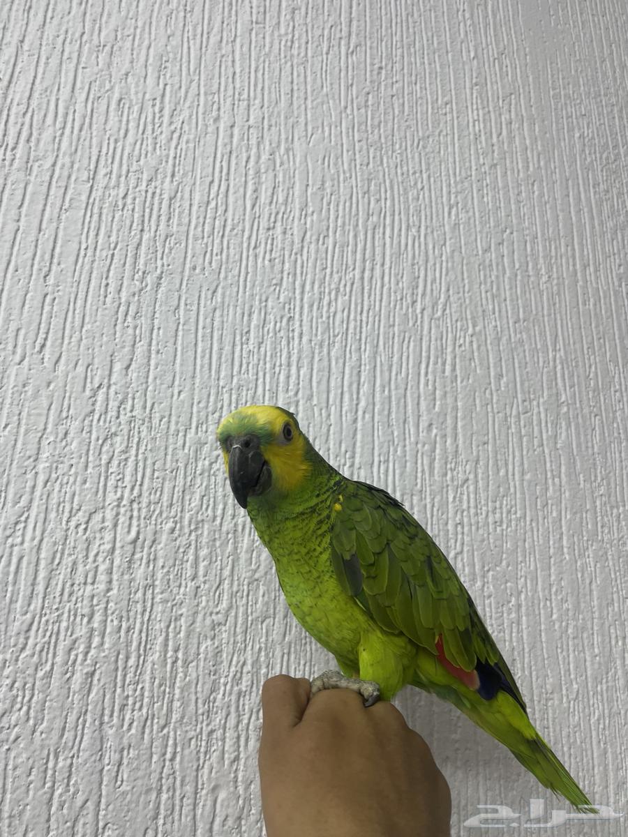 Blue-fronted Amazon Parrot (Sold)63145077089281111
