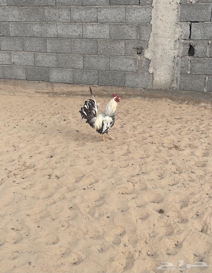 Rooster63497921415043111