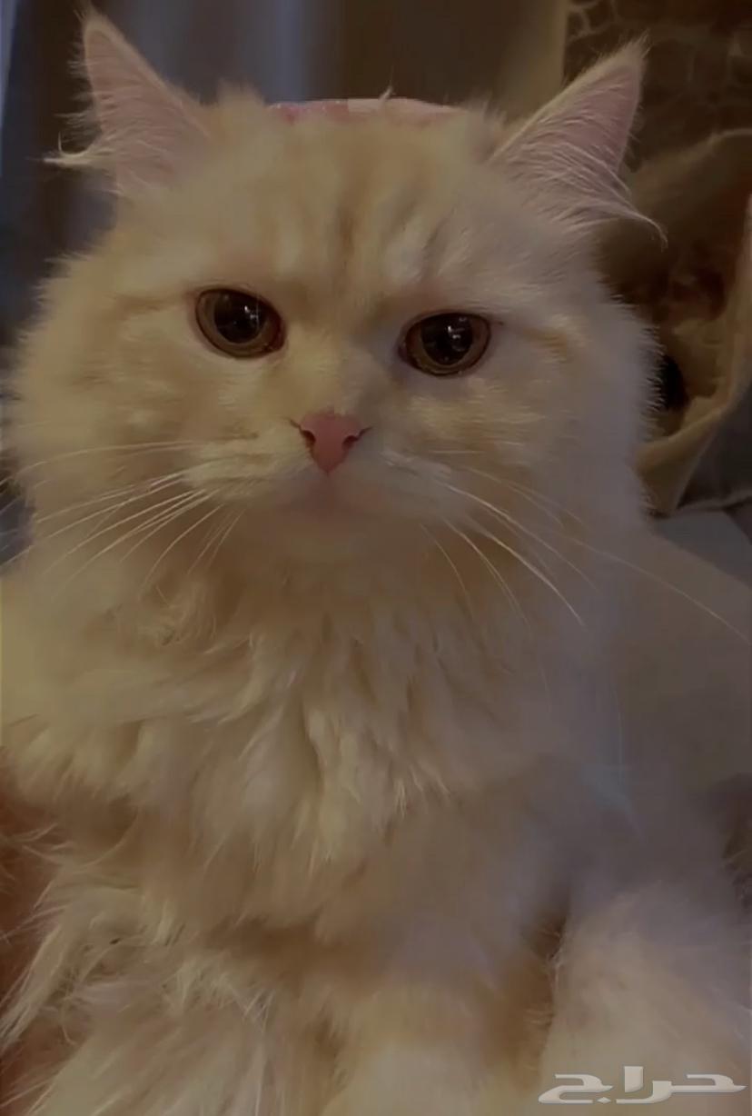 Cats for sale63157211826945113