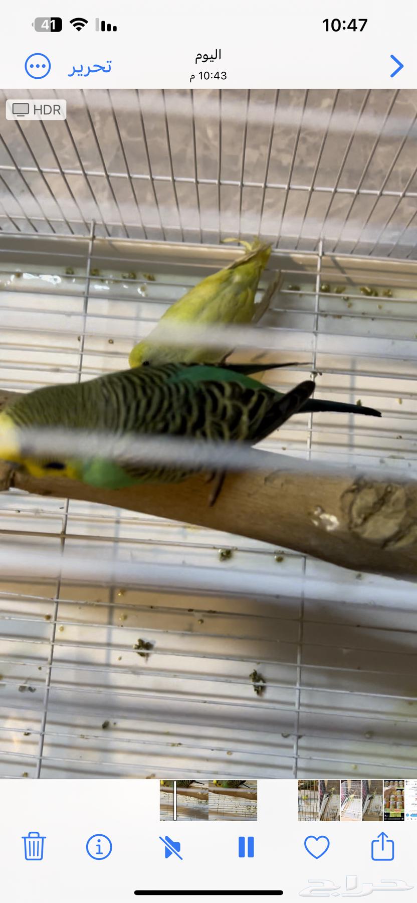 Love birds63502338753923111