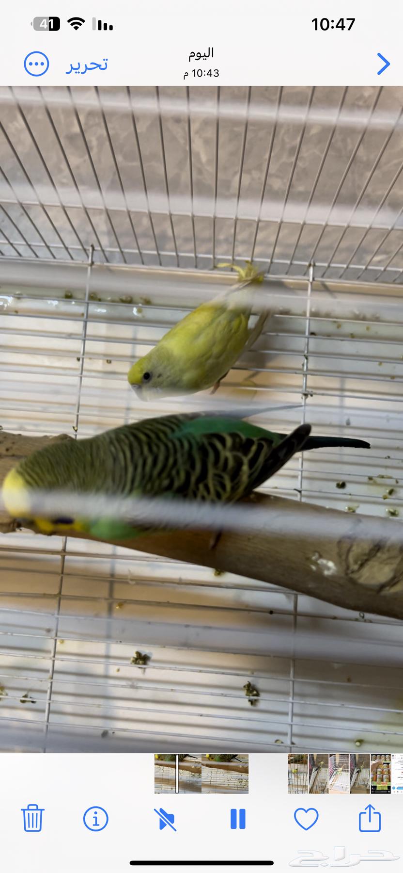 Love birds63502338753923112