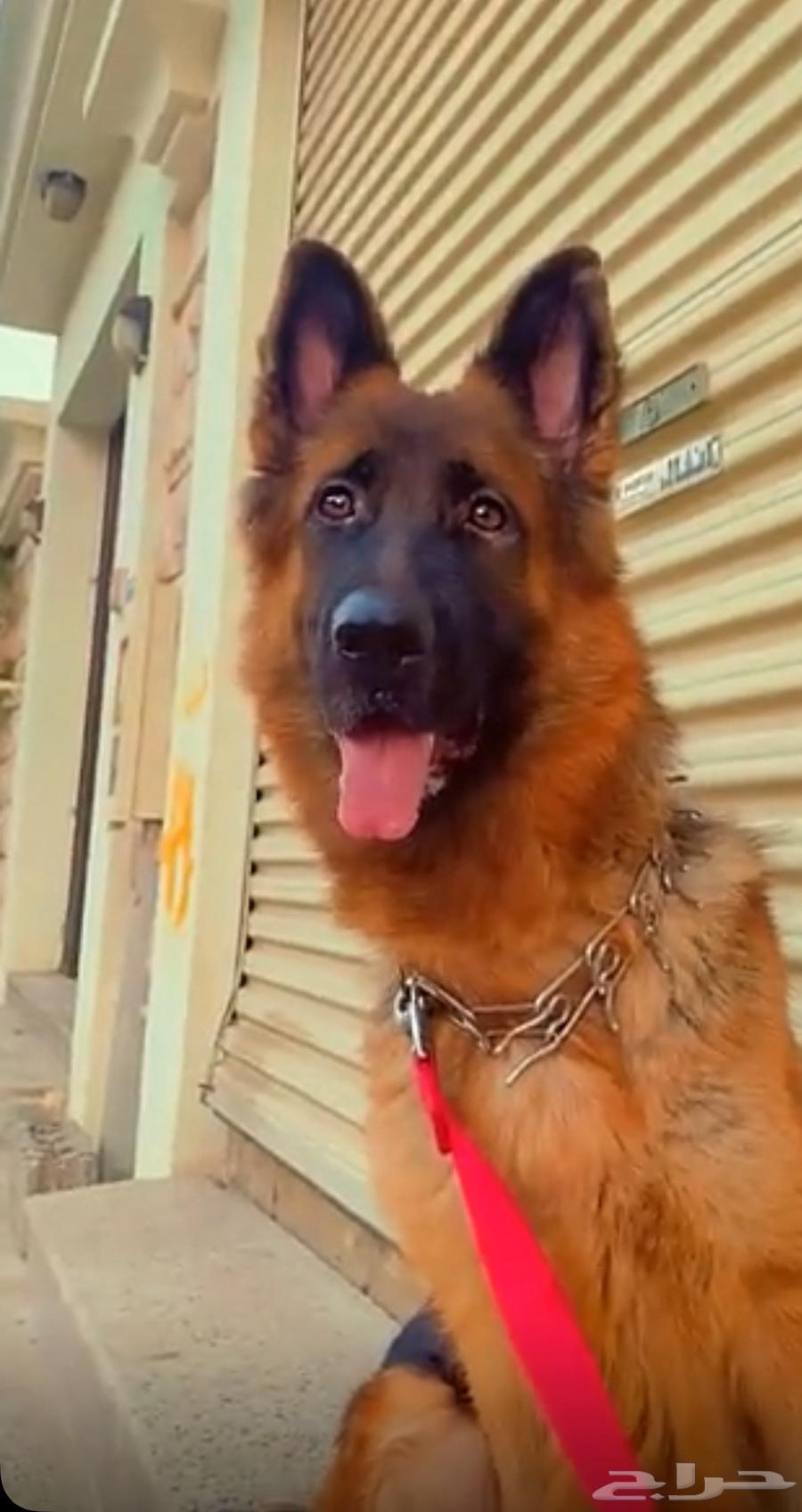 German Shepherd dog stored with the caretaker63149791359363111