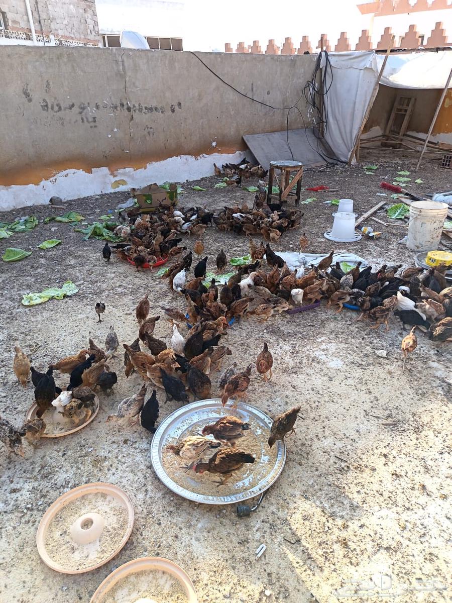 Local chicks, age one month and 25 days63146020654850110