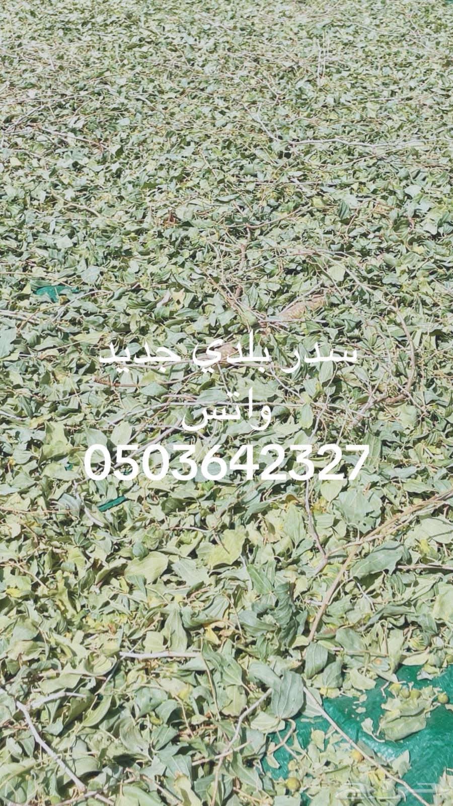 My city is Saida and I am a city dweller.63143732436866112
