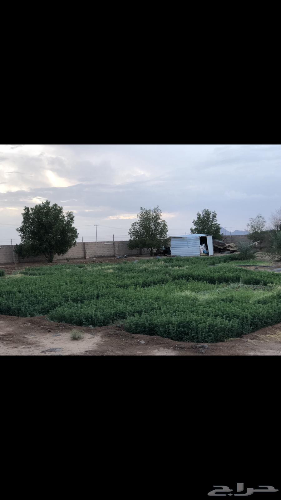 مزرعة و استراحة63218842976513114