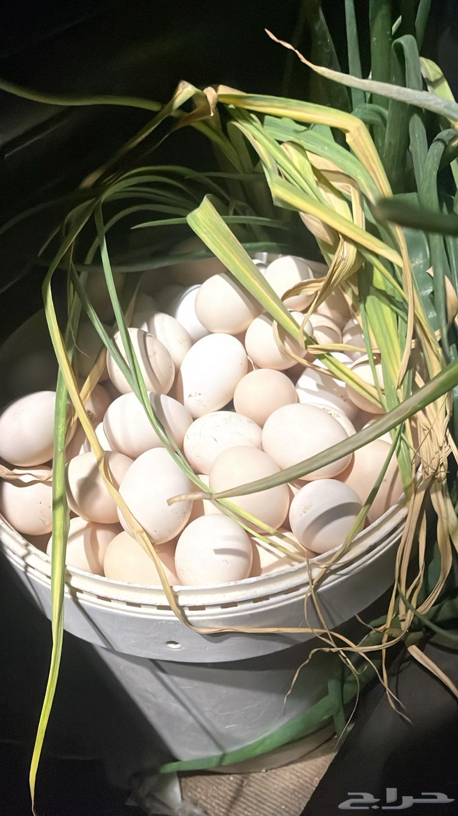 Fertilized local eggs63145094351619112
