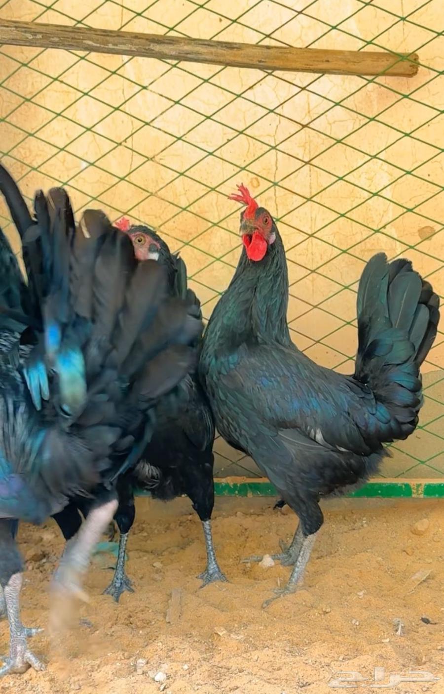 Black shiny chicken and rooster (sold)63143251513219111