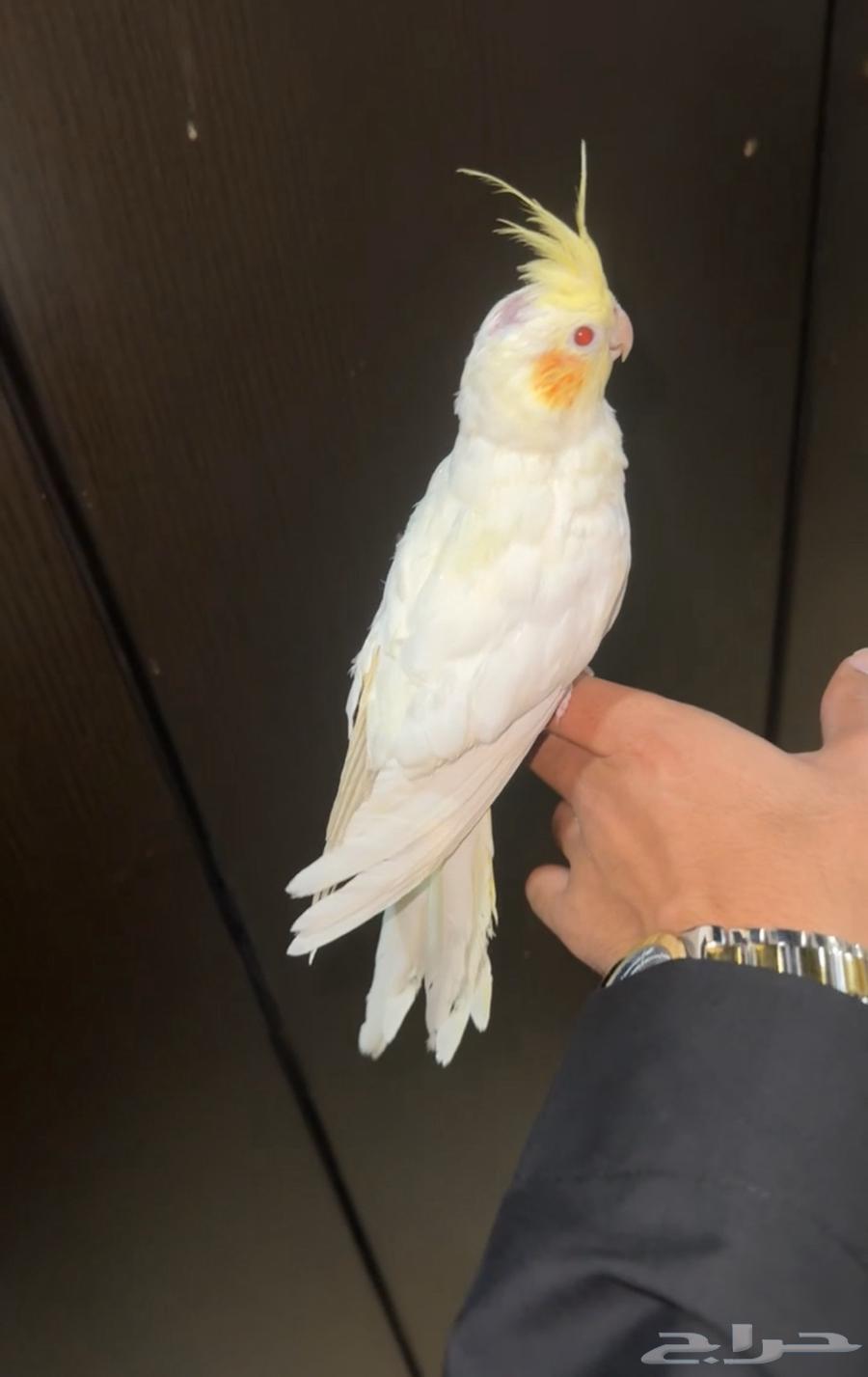 Crown Latino, tame red eyes, has been sold63145107381378112