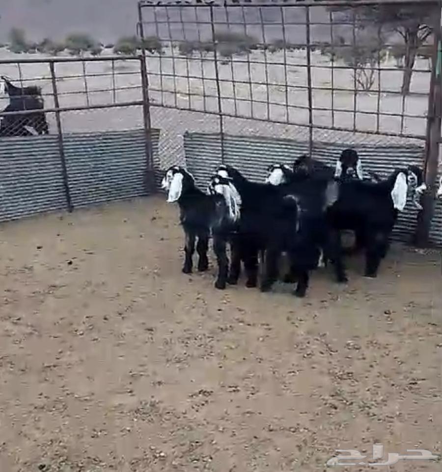 تيوس للبيع غرب المهد 100 ك جنوب الضميري مخطط خنقة المزرع63143235178114114