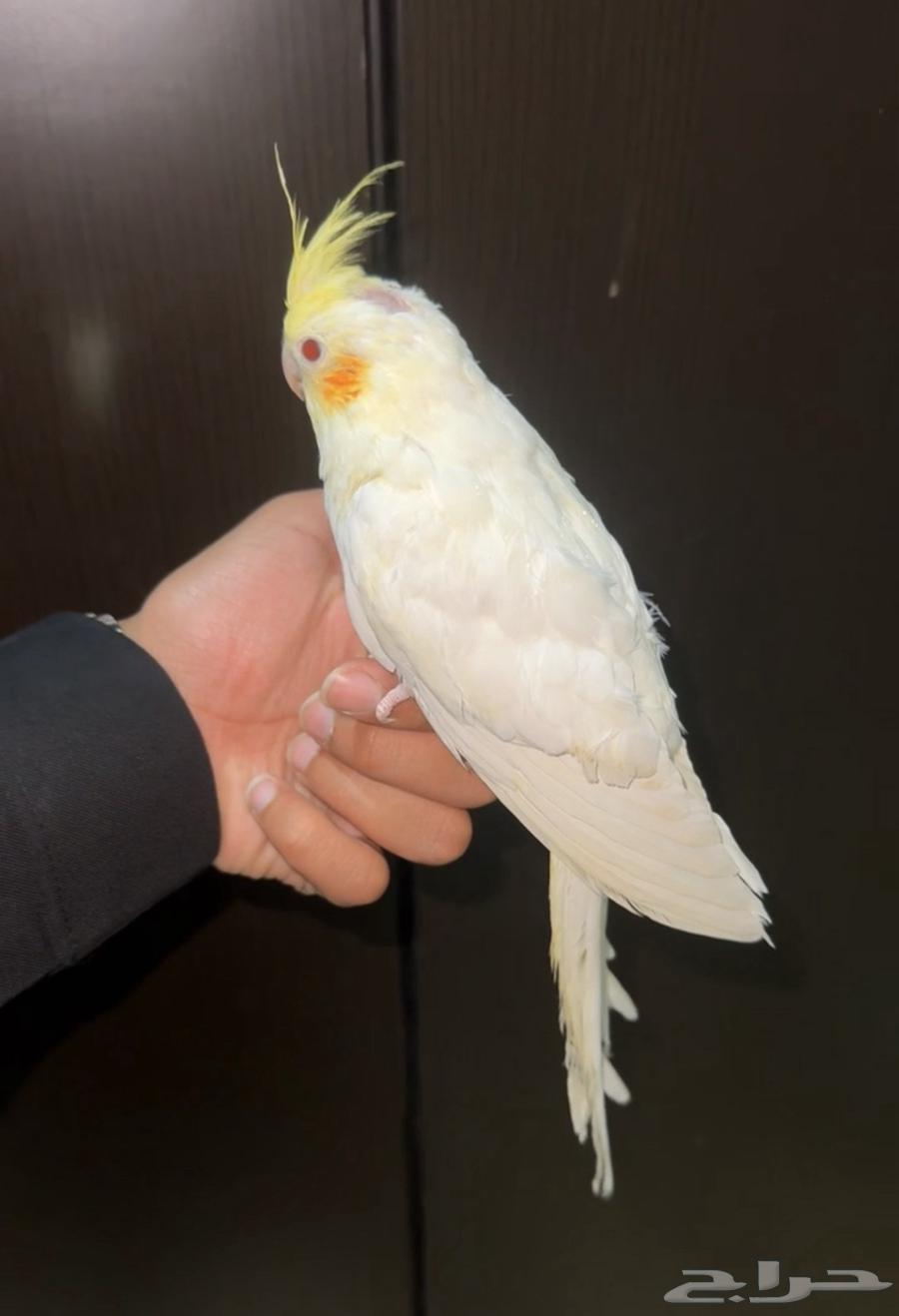 Crown Latino, tame red eyes, has been sold63145107381378111