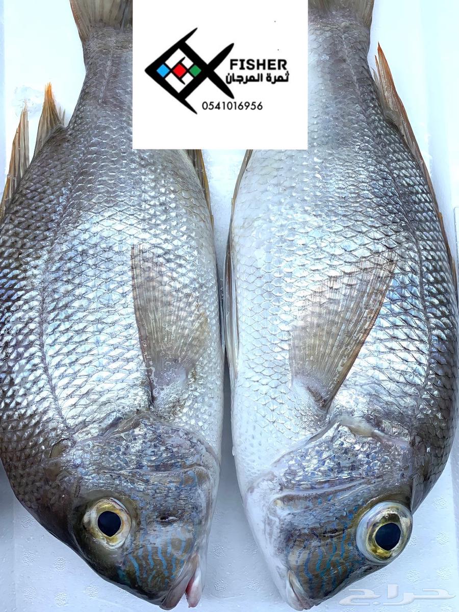 Fish and crustaceans at wholesale prices63143710774401114