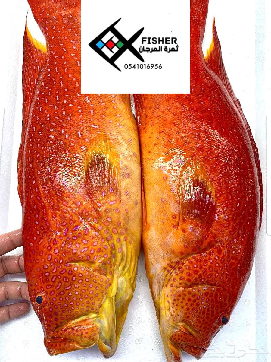 Fish and crustaceans at wholesale prices63143710774401113
