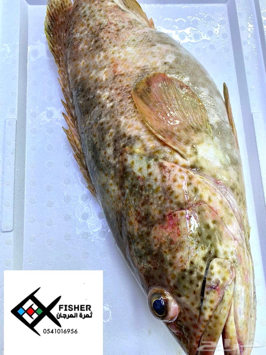 Fish and crustaceans at wholesale prices63143710774401111