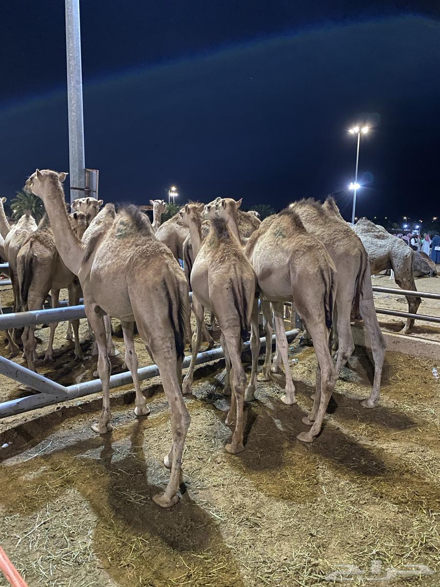 للبيع قعدان سواكن اوزان 120 واكثر63142787820289111