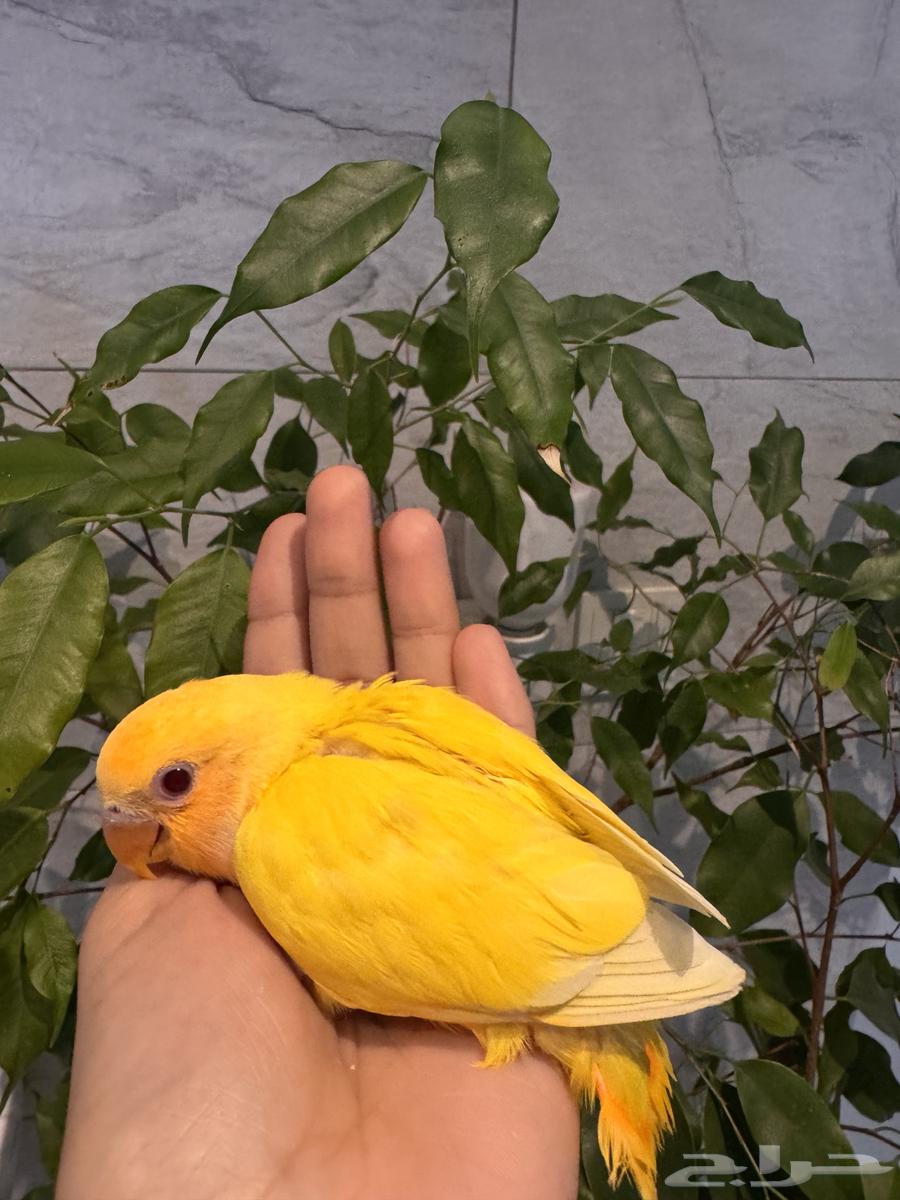 Frookh returned online and to Latino. Orange63143242590850111
