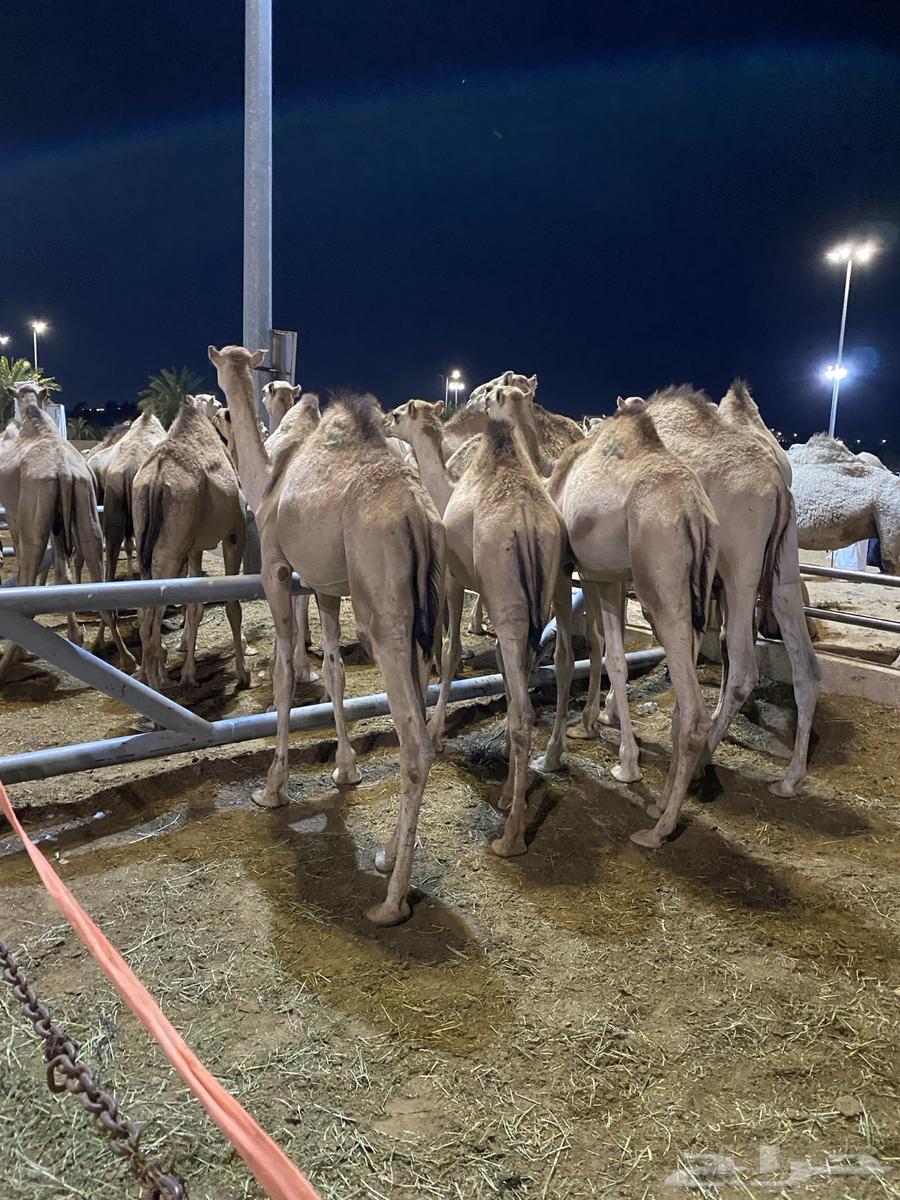 للبيع قعدان سواكن اوزان 120 واكثر63142787820289110