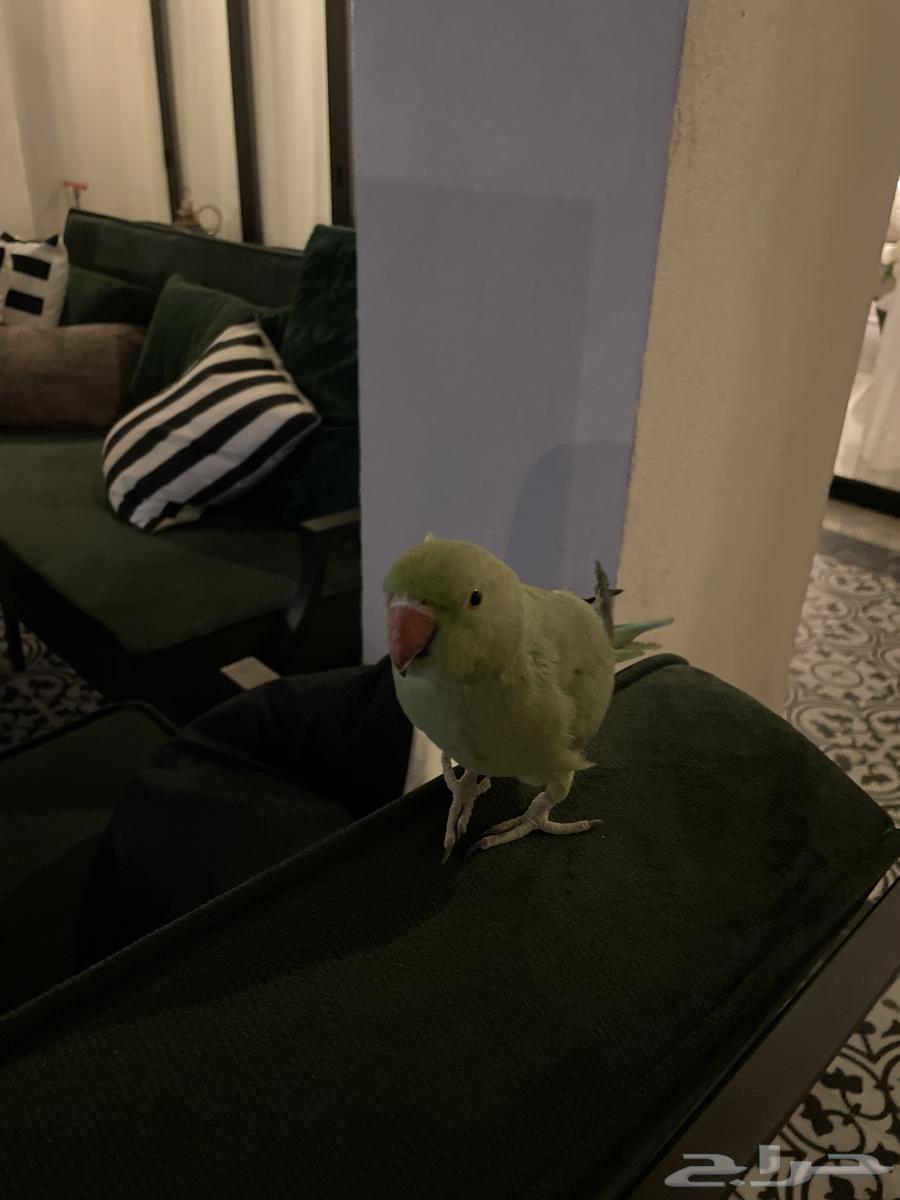Indian ringneck parrot63145574170114112