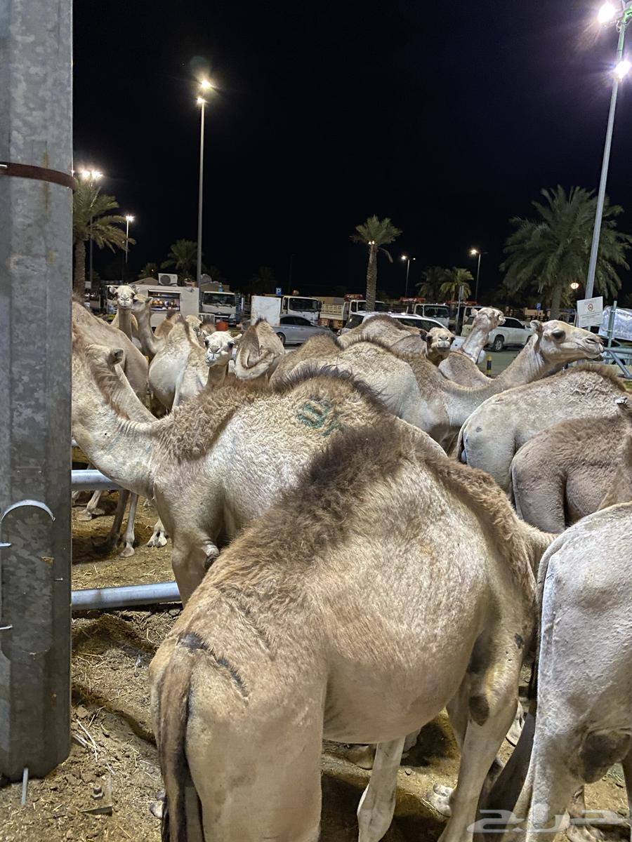 للبيع قعدان سواكن اوزان 120 واكثر63142787820289114