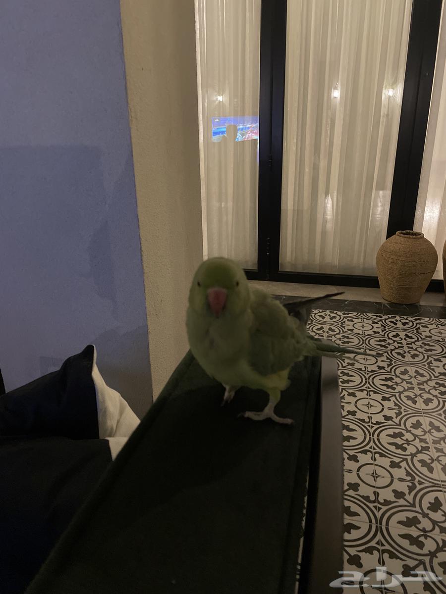 Indian ringneck parrot63145574170114113