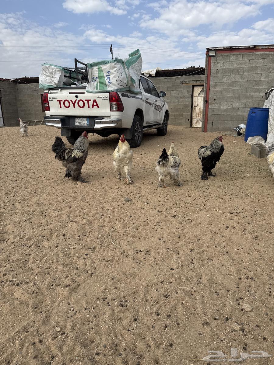 10 Brahama roosters outside63497115414402111