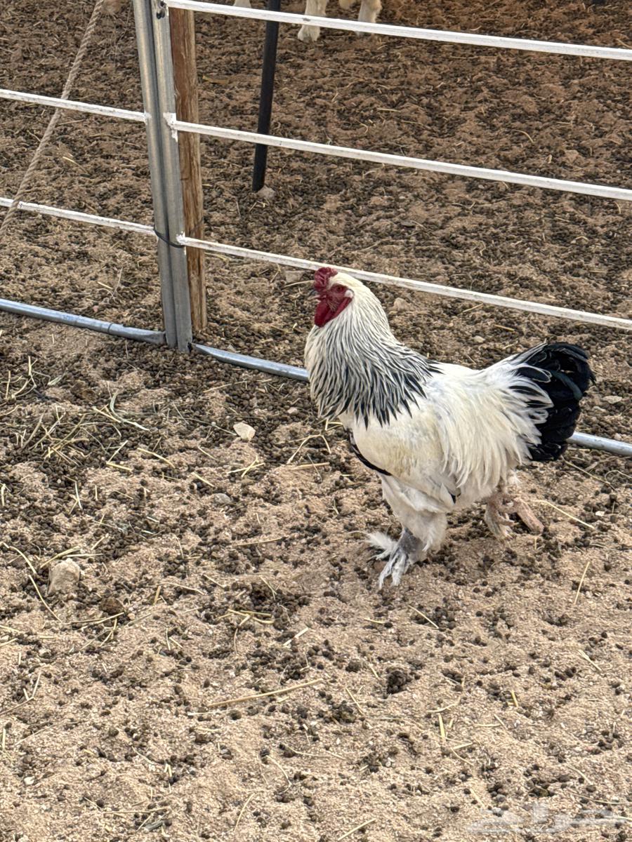 10 Brahama roosters outside63497115414402113