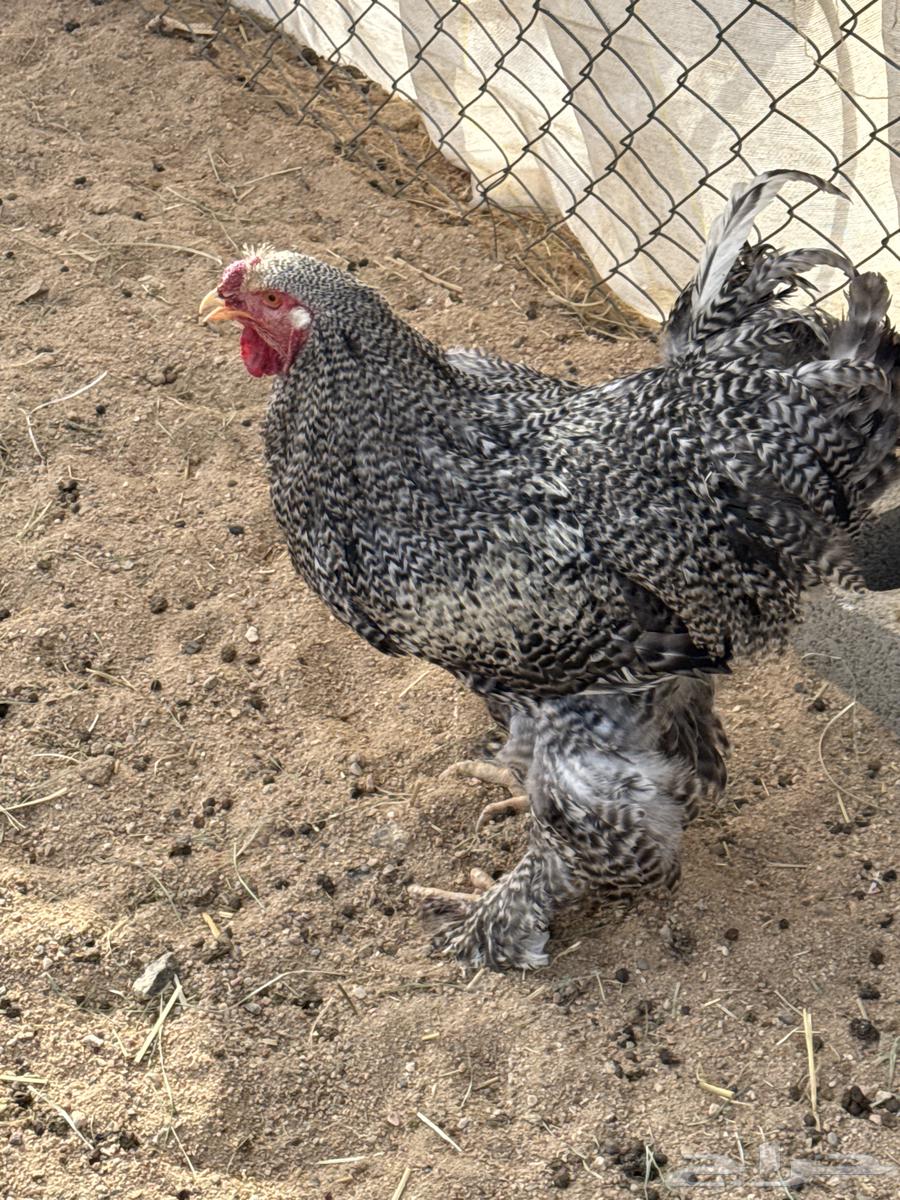 10 Brahama roosters outside63497115414402114
