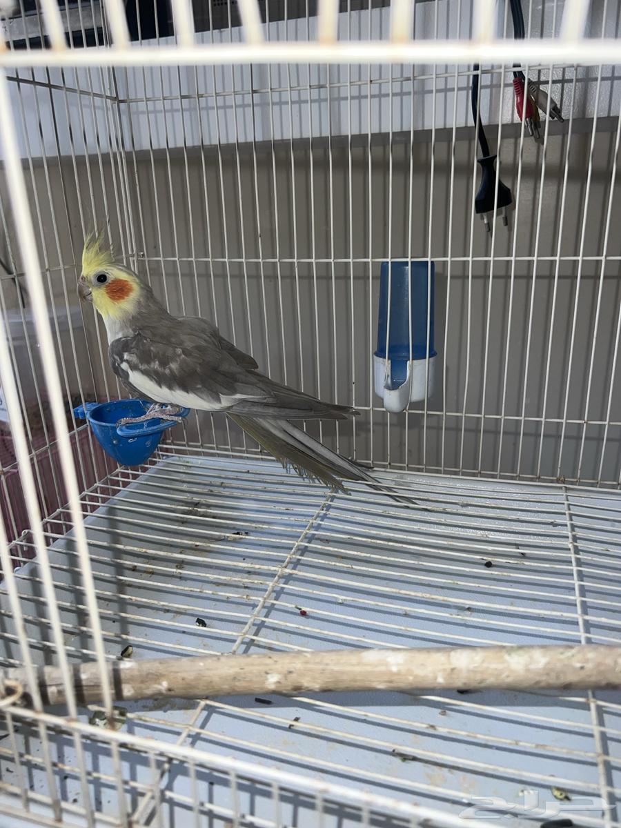 For sale, a collection of birds63145093832705112