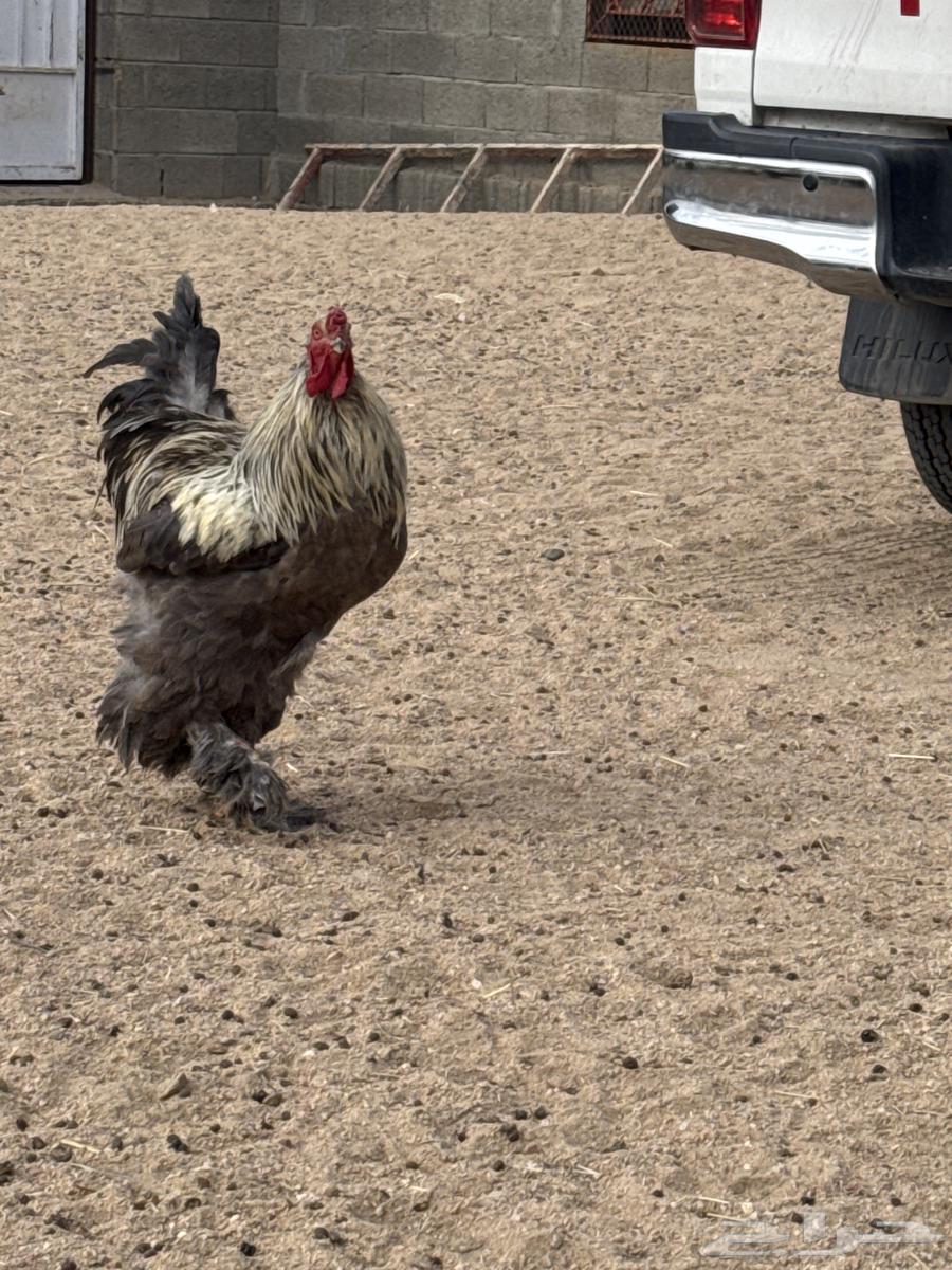 10 Brahama roosters outside63497115414402112