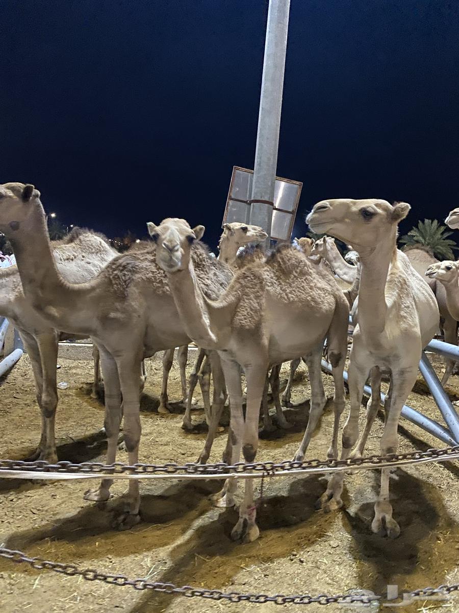 للبيع قعدان سواكن اوزان 120 واكثر63142787820289113