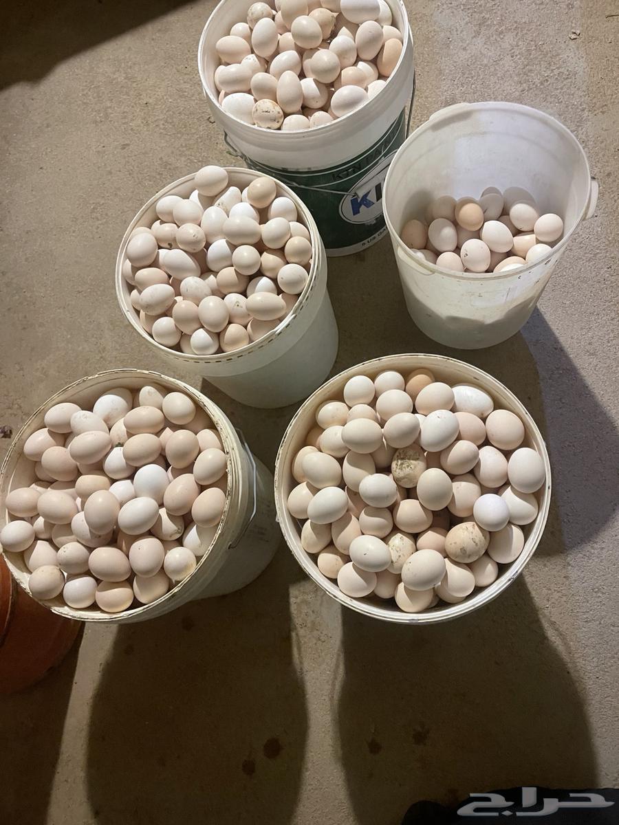 Fertilized local eggs63145094351619111