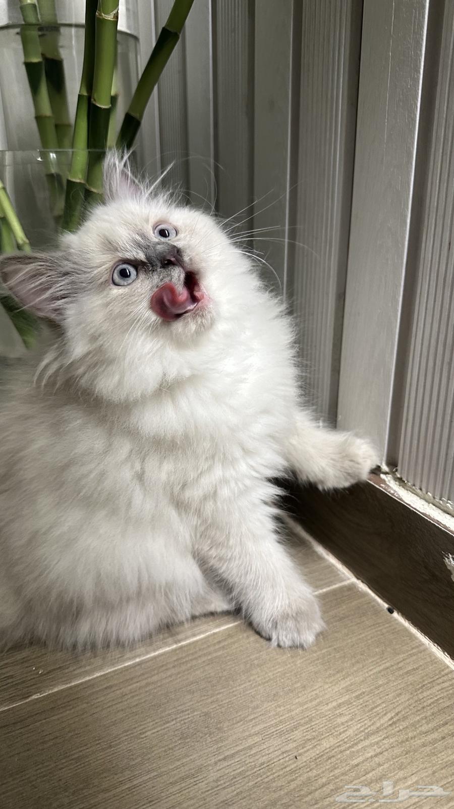 Himalayan cats63496304516994111
