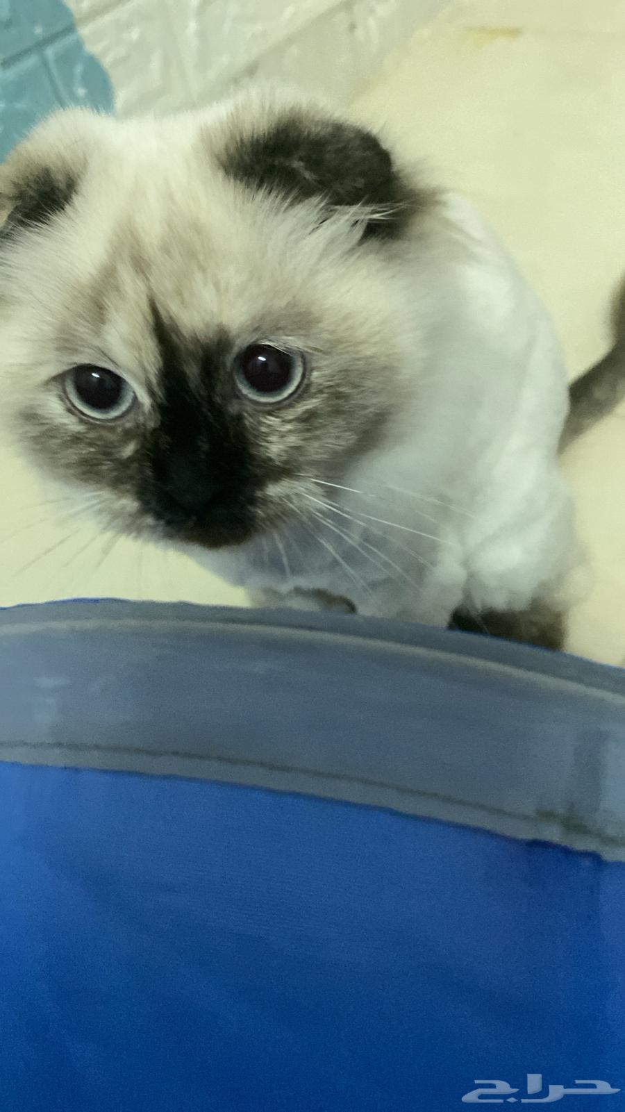 Eid reservations have been opened at Qassim Cats Hotel63495764790275111