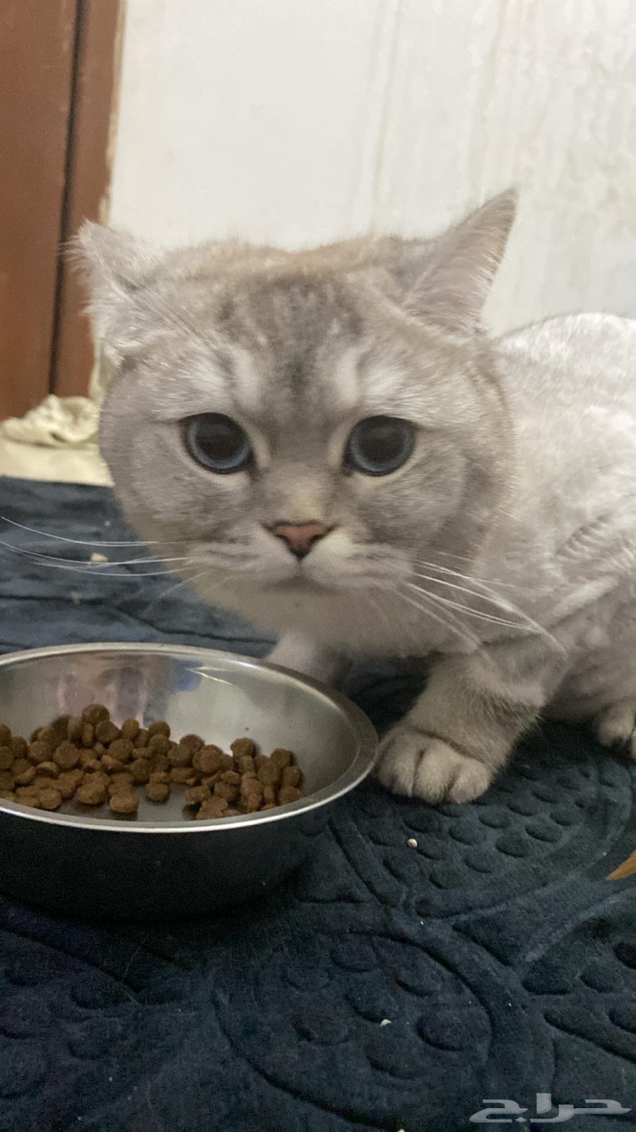 Eid reservations have been opened at Qassim Cats Hotel63495764790275112