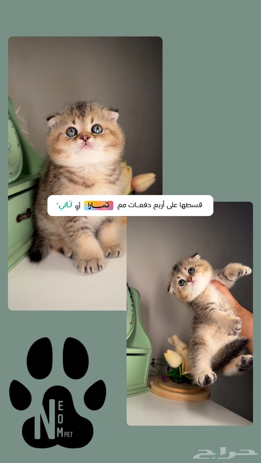 Kittens for sale, Scottish Fold, street kittens, female and male, cat, kitten, Shirazi, easy.63142819836547112
