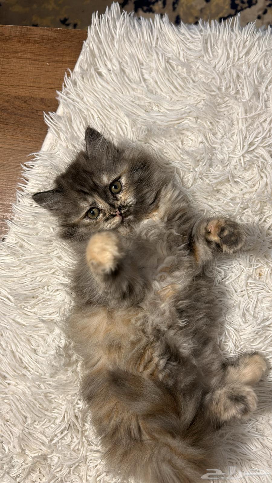 Persian cat for sale631423532903701129