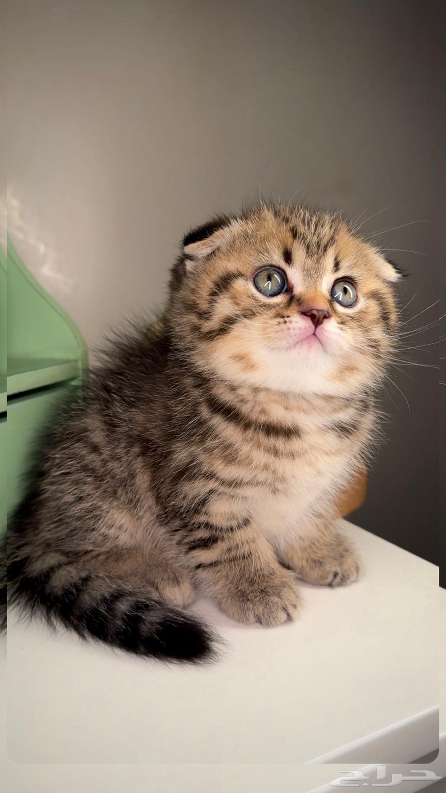 Kittens for sale, Scottish Fold, street kittens, female and male, cat, kitten, Shirazi, easy.63142819836547114