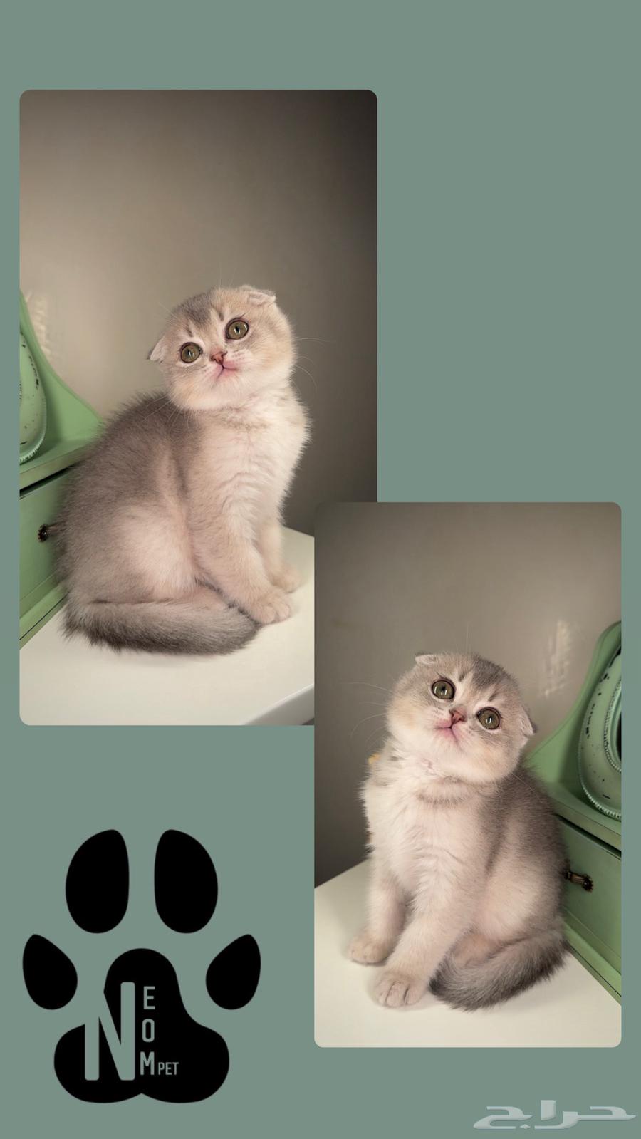 Kittens for sale, Scottish Fold, street kittens, female and male, cat, kitten, Shirazi, easy.63142819836547114