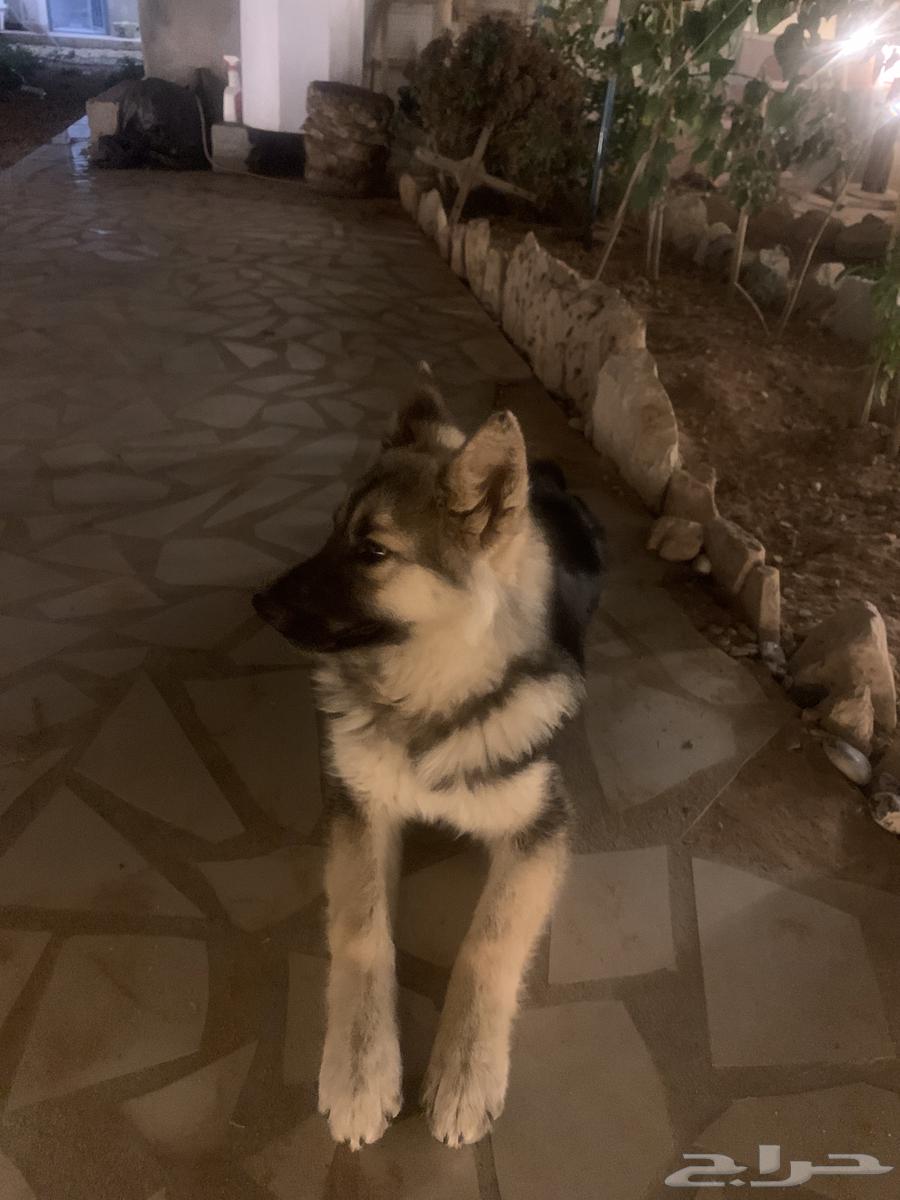 بوليسي63495799738626112
