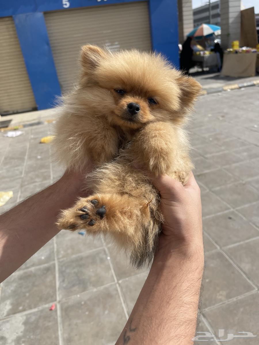 بومرينيان Pomerania للبيع او البدل For sale or exchange63495934371457110