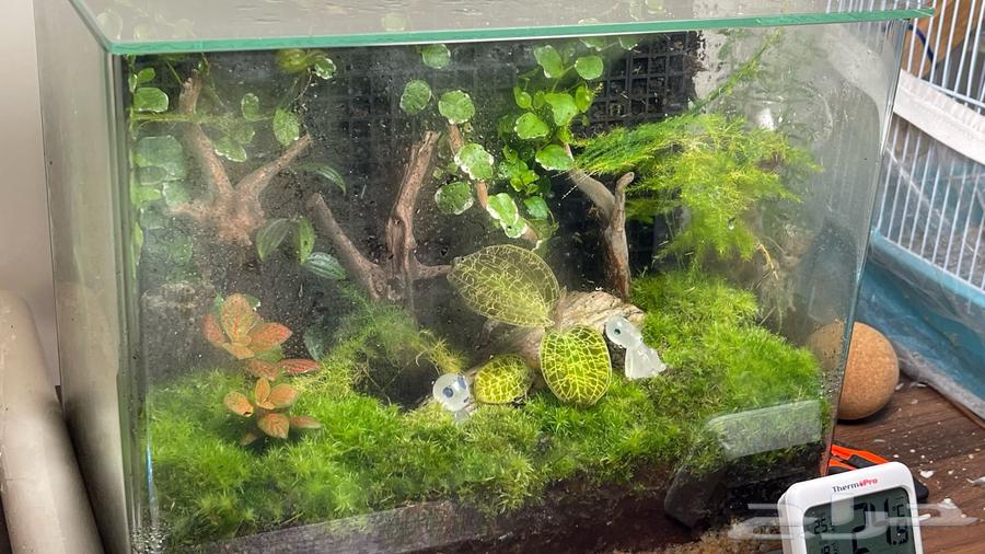 تيراريوم Terrarium63519164241154112