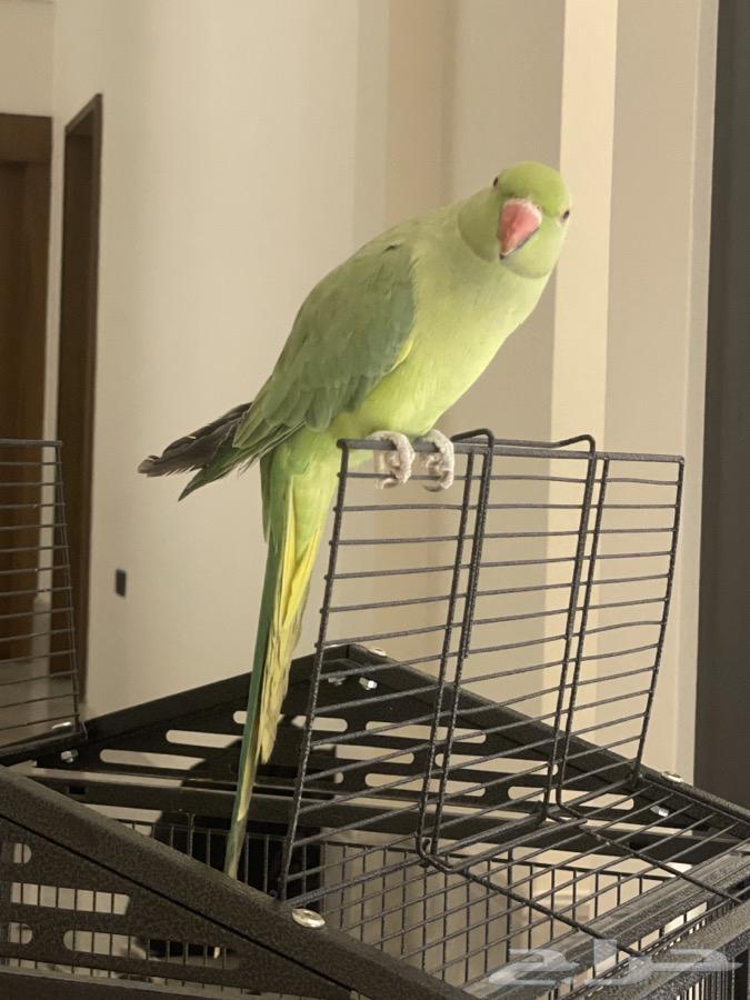 Indian ringneck parrot63145574170114114
