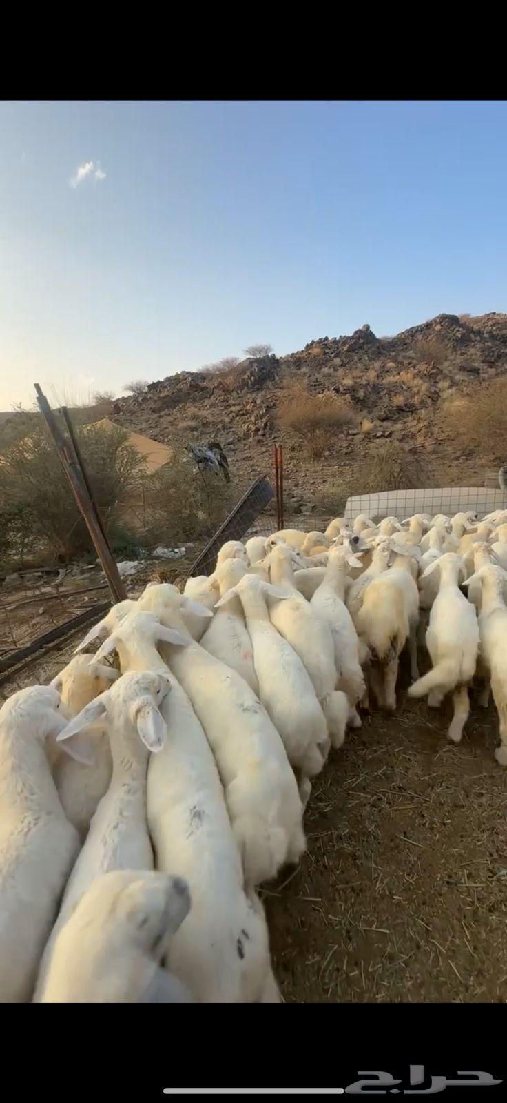 Italy, Varkhal, Saman and Nazaf, number 105631409108245781115