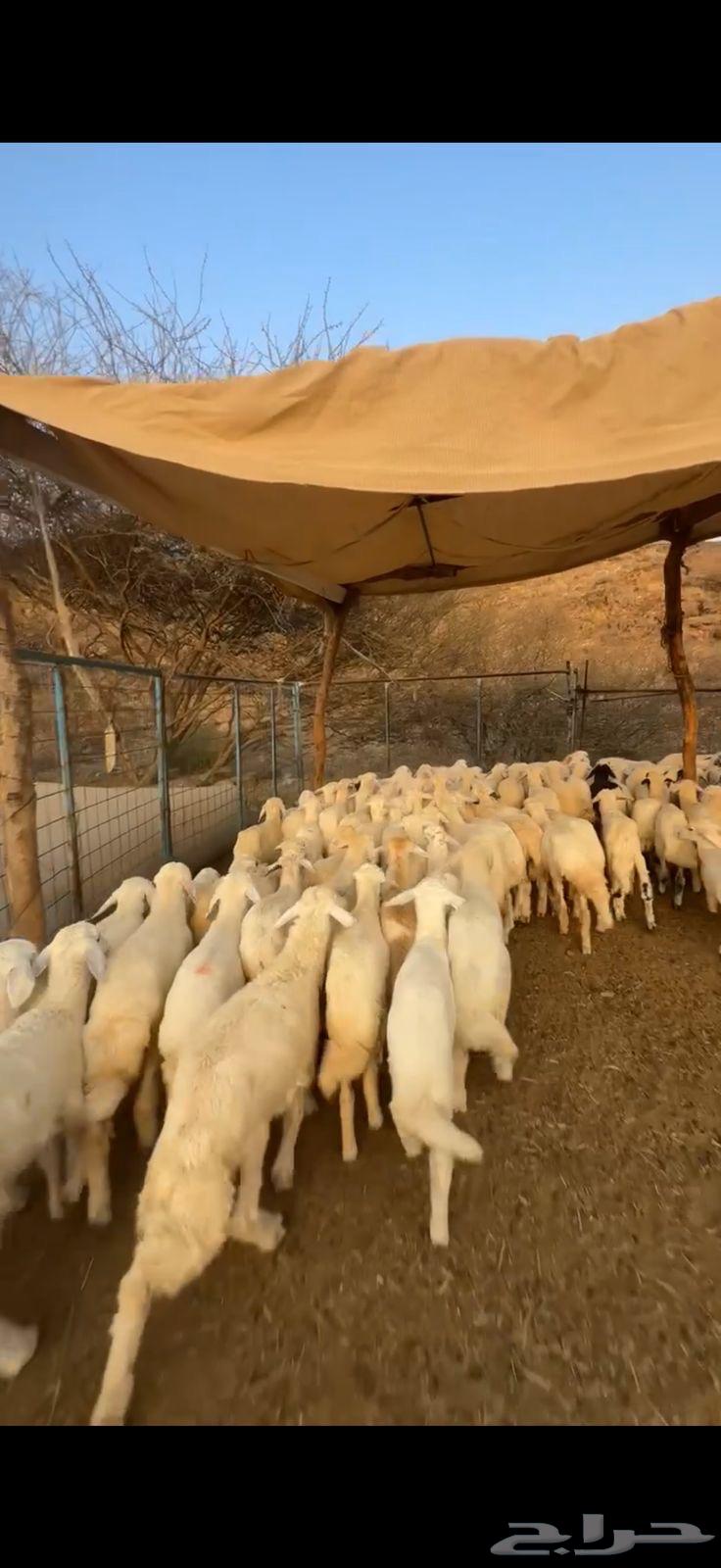 Italy, Varkhal, Saman and Nazaf, number 10563140910824578111